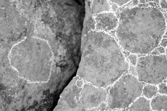 bryophyte in-situ (dolmen frébouchère 1)