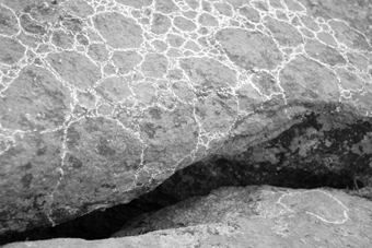 bryophyte in-situ (dolmen frébouchère 3)