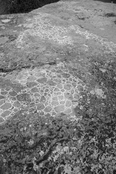 bryophyte in-situ (dolmen frébouchère 2)