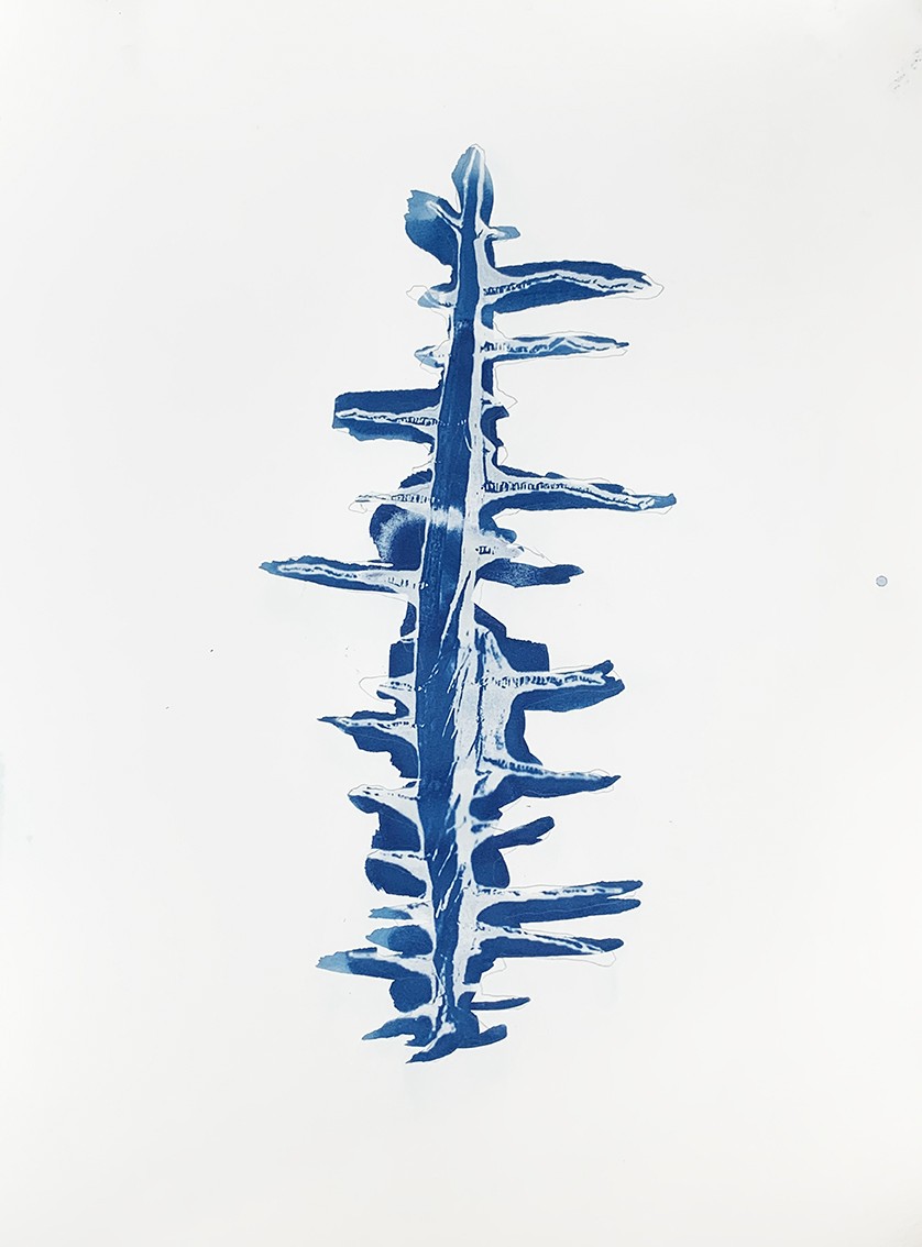 Cicatrice cactus 8387, 2024
