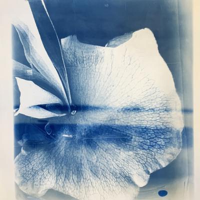 nature morte / still life