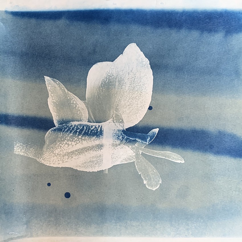Fleur gelée 0604, 2023