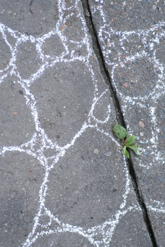 bryophyte in-situ (eugène carrière 3)