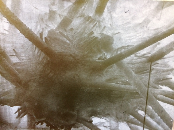 poriocidaris purpurata 1913