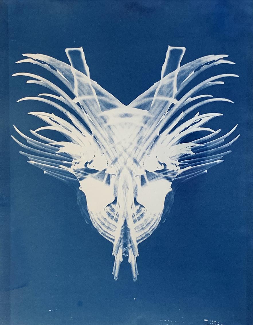 peigne de venus 2831 cyanotype